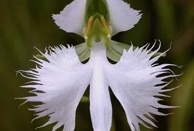 fleurs: orchidÃ©e colombe jigsaw puzzle