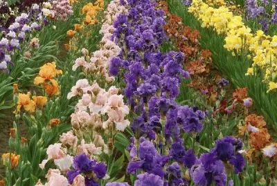 fleurs: iris