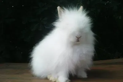 lapin nain