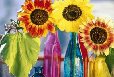 Flowers in a Bottle