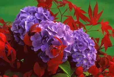 Hydrangea 's