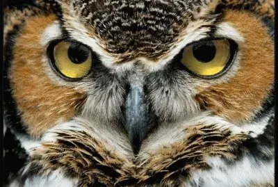 Mr Owl