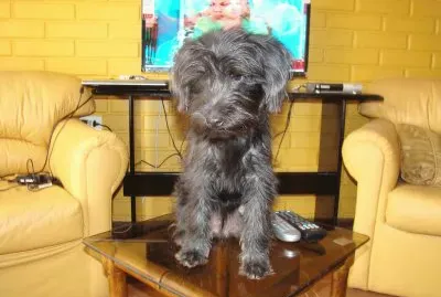 פאזל של Mi regalon