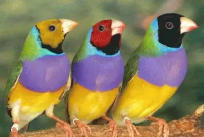 PÃ¡ssaros