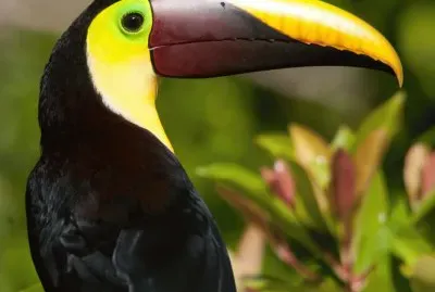 Tucano