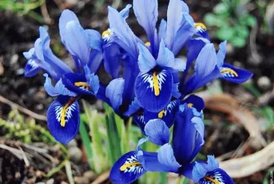 fleurs: iris jigsaw puzzle