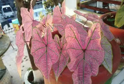 ala de angel
