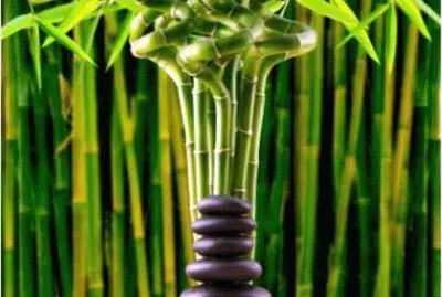 bamboo