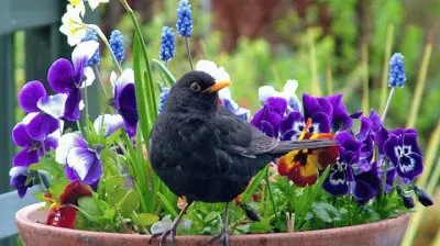Blackbird in Springtime