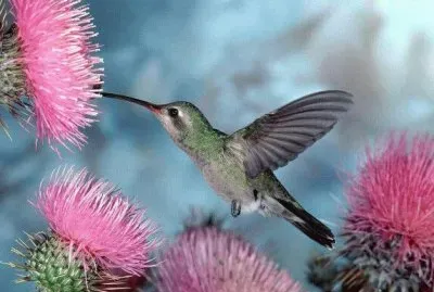 Eating Hummingbird jigsaw puzzle