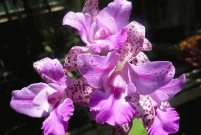orquidea