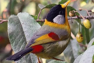 passarinho jigsaw puzzle