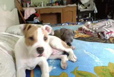 mi perrita al hacecho