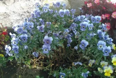 flores