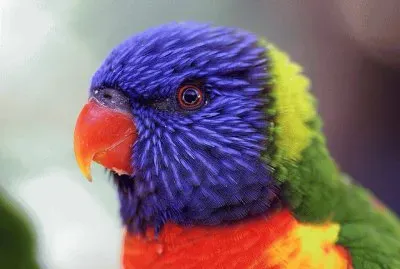 Parrot jigsaw puzzle