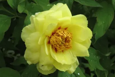 ç‰¡ä¸¹èŠ± jigsaw puzzle