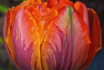 Macro picture Tulip