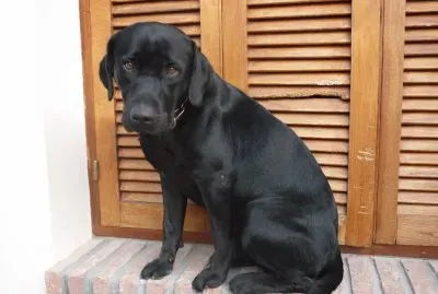 Igor
