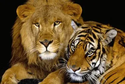 Lion and Tiger