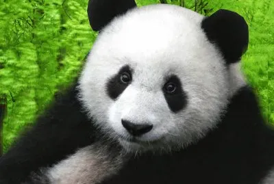 Young Panda
