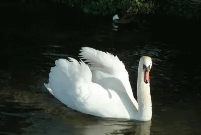 swan