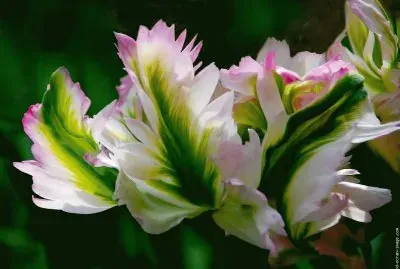 פאזל של fleurs: tulipe