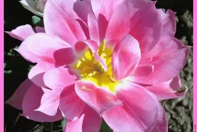fleurs: tulipe