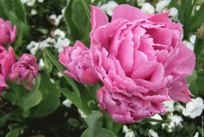 fleurs: pivoine jigsaw puzzle