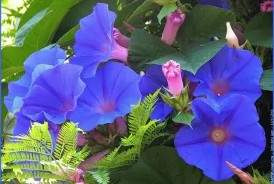 fleurs: liserons