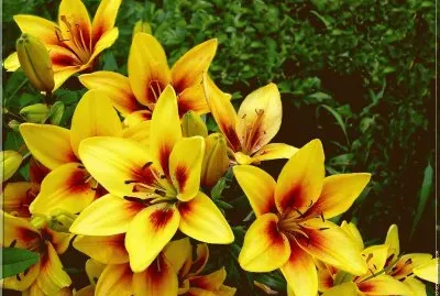 fleurs: lys jigsaw puzzle