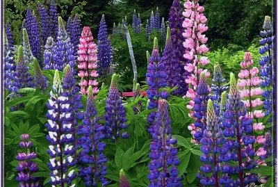 fleurs: lupins
