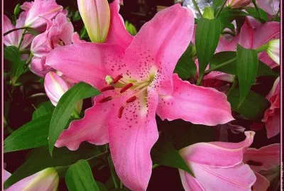 fleurs: lys jigsaw puzzle