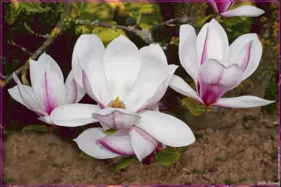 fleurs: magnolia jigsaw puzzle