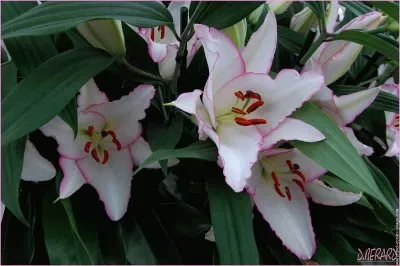 fleurs: lys jigsaw puzzle