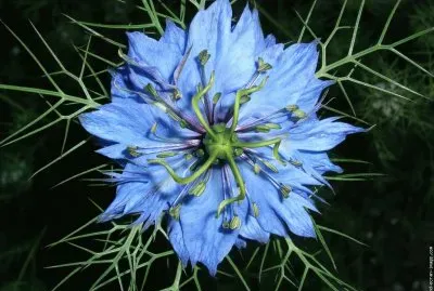 fleurs: nigelle bleue