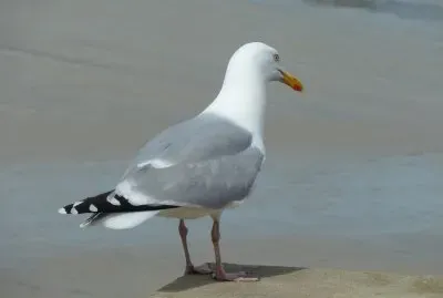 Seagull jigsaw puzzle