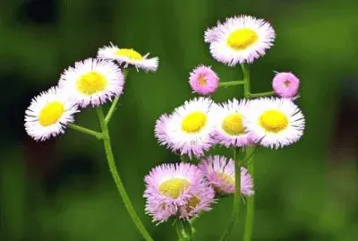 MARSU