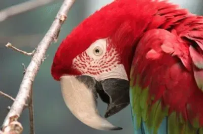 MARSU