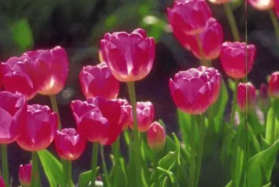 Tulipans