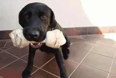 igor y su hueso