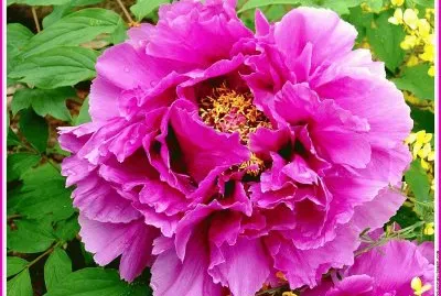 fleurs: pivoine