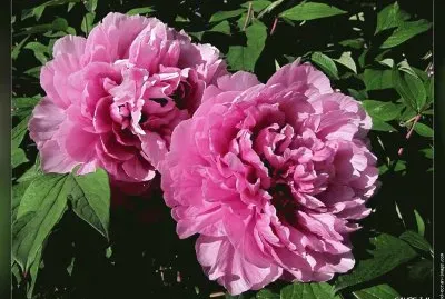 fleurs: pivoines