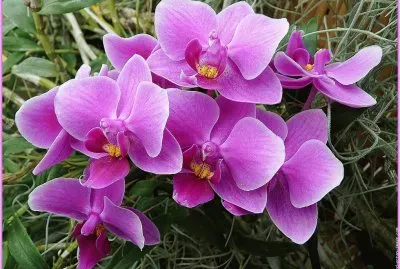 fleurs: orchidees