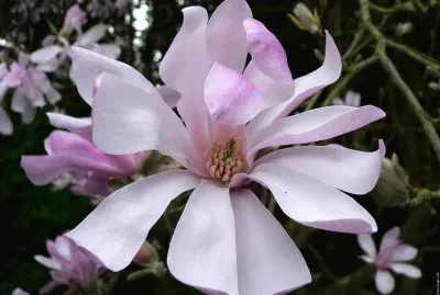 fleurs: magnolia jigsaw puzzle
