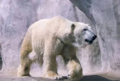 MARSU