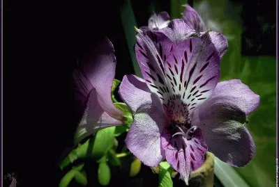 fleurs: alstroemerias