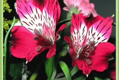 fleurs: alstroemerias