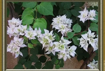 fleurs