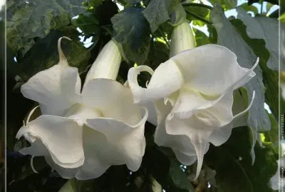 fleurs: datura jigsaw puzzle