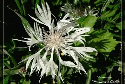 fleurs: centaurÃ©e blanche